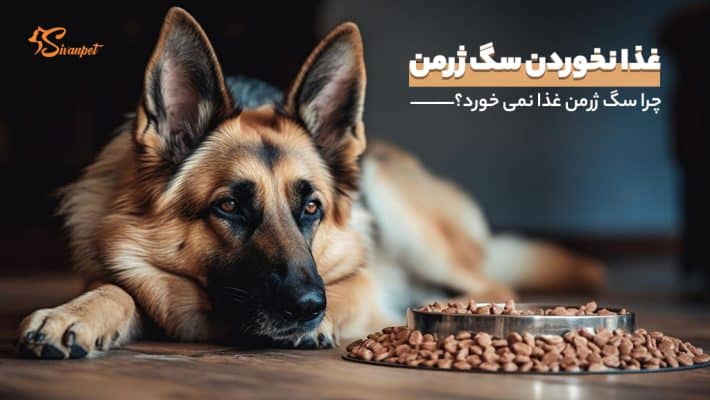 چرا سگ ژرمن غذا نمی خورد؟ 9 دلیل غذا نخوردن سگ ژرمن