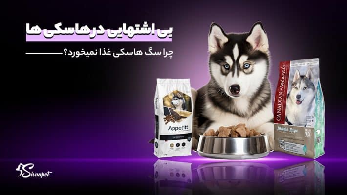 چرا سگ هاسکی غذا نمیخورد؟