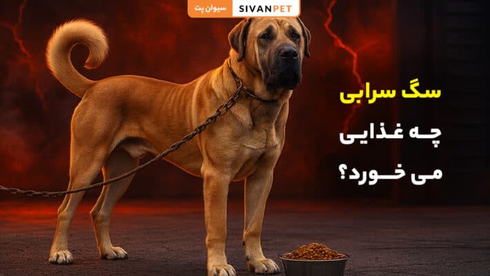 سگ سرابی چه غذایی می خورد؟