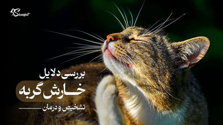 علت خارش گربه چیست؟ تشخیص و درمان