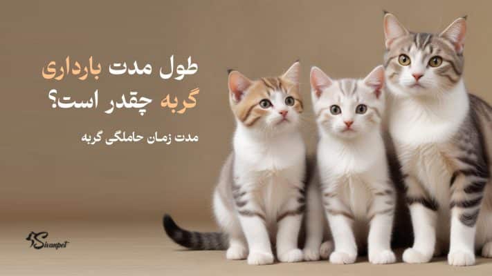 طول مدت بارداری گربه چقدر است؟ مدت زمان حاملگی گربه