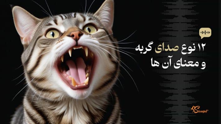12 نوع صدای گربه و معنای آن ها