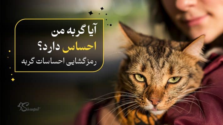 آیا گربه من احساس دارد؟ رمزگشایی احساسات گربه