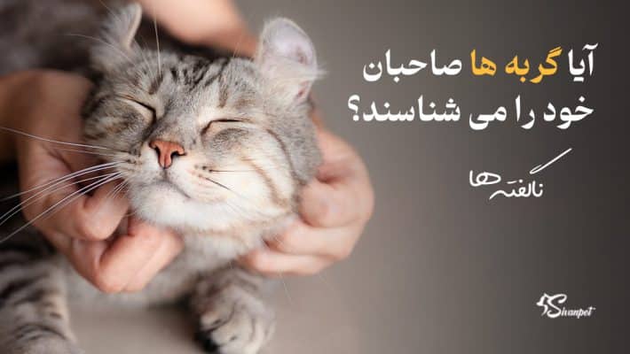 آیا گربه ها صاحبان خود را می شناسند؟