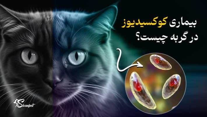 بیماری کوکسیدیوز در گربه چیست؟