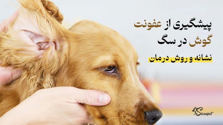 پیشگیری از عفونت گوش در سگ