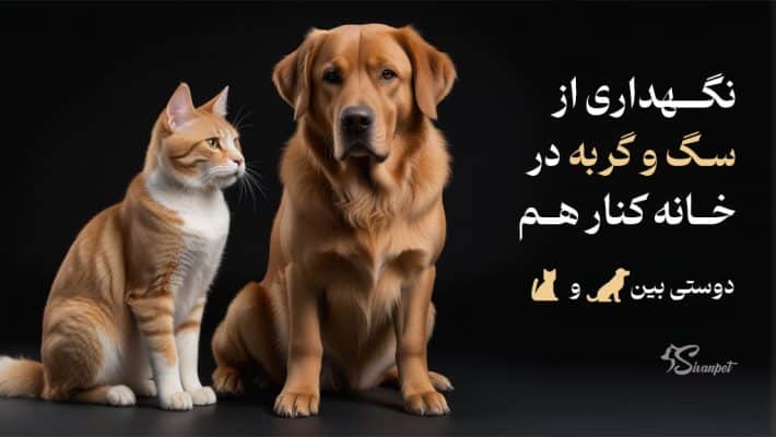 نگهداری از سگ و گربه در خانه کنار هم + دوستی بین گربه و سگ