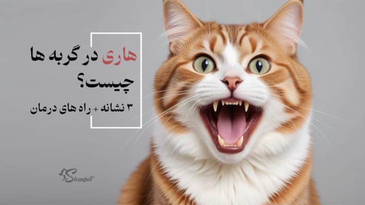 هاری در گربه ها چیست