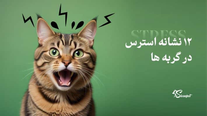 12 نشانه استرس در گربه ها + تشخیص و درمان