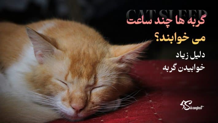 گربه ها چند ساعت می خوابند؟ دلیل زیاد خوابیدن گربه