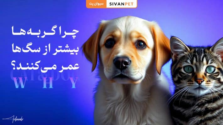 چرا گربه‌ها بیشتر از سگ‌ها عمر می‌کنند؟