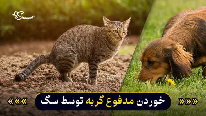 علل خوردن مدفوع گربه توسط سگ