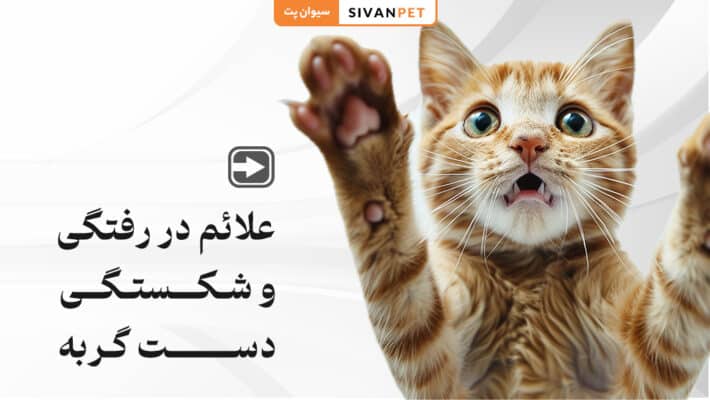 علائم در رفتگی و شکستگی دست گربه
