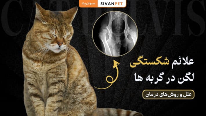علائم شکستگی لگن در گربه‌ ها