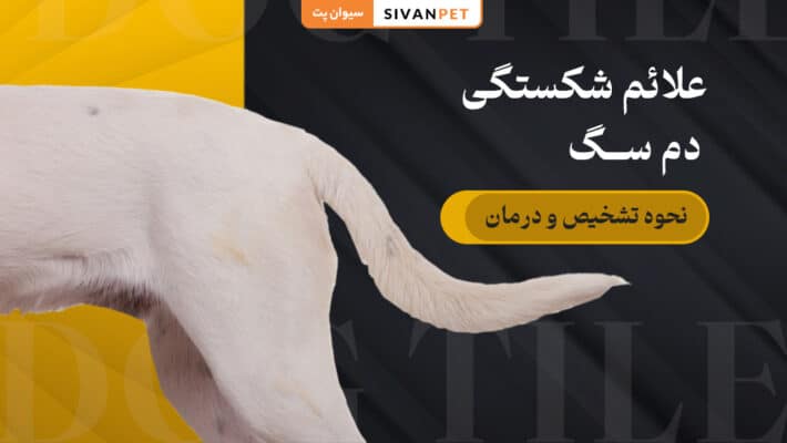 علائم شکستگی دم سگ چیست؟