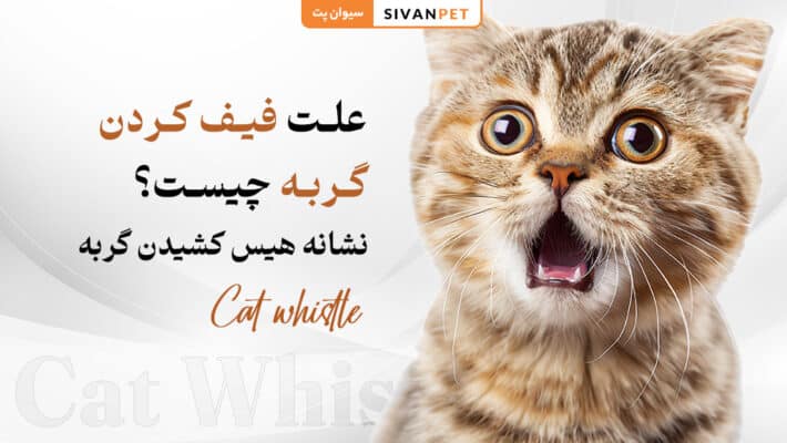 علت فيف كردن گربه چیست؟