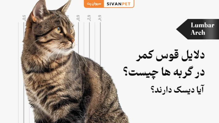 دلیل قوس کمر در گربه چیست؟