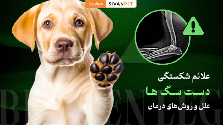علائم شکستگی دست سگ ها