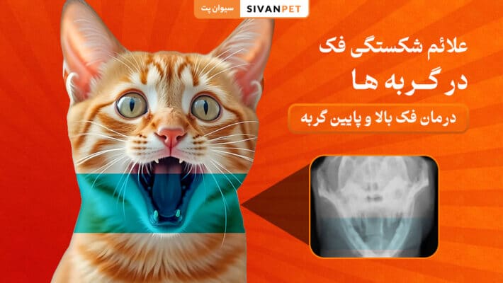 علائم شکستگی فک در گربه‌ ها