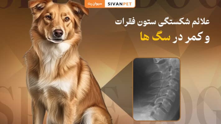 علائم شکستگی ستون فقرات و کمر در سگ ها