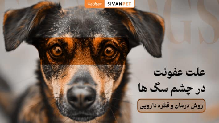 علت عفونت در چشم سگ