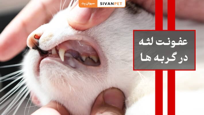 علائم عفونت لثه در گربه ها