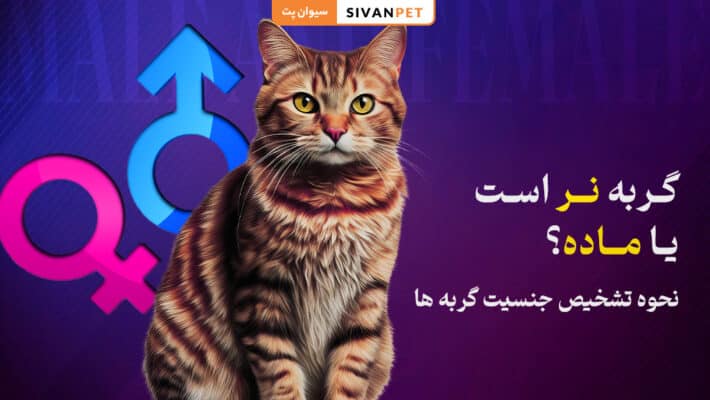 گربه نر است یا ماده؟