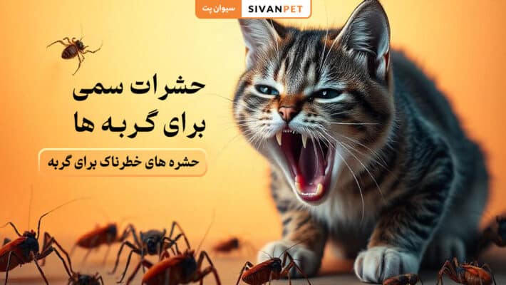 حشرات سمی برای گربه ها