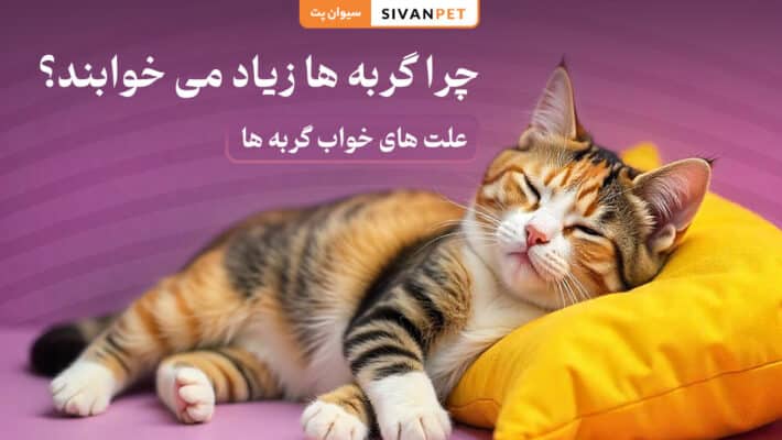 دلیل زیاد خوابیدن گربه ها چیست