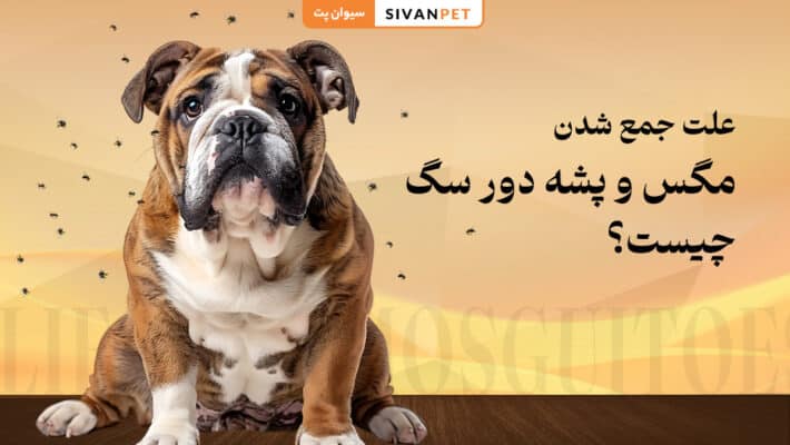 علت جمع شدن مگس و پشه دور سگ چیست؟