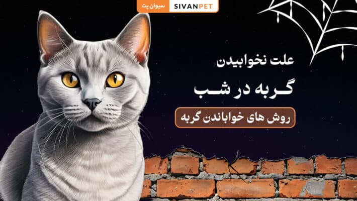 علت نخوابیدن گربه در شب