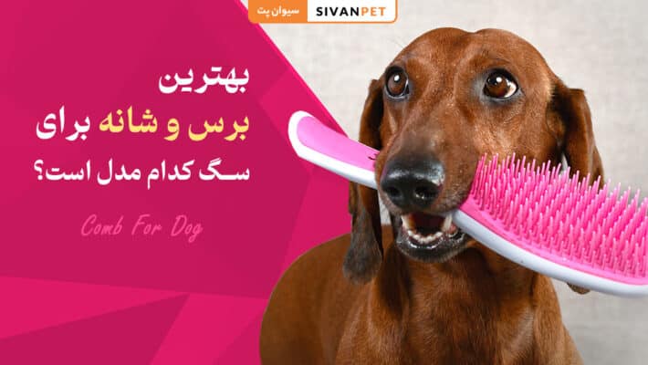 بهترین برس و شانه برای سگ کدام مدل است؟