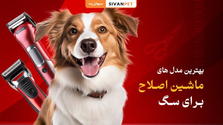 بهترین مدل های ماشین اصلاح برای سگ