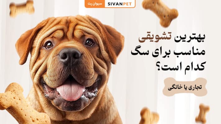 بهترین تشویقی مناسب برای سگ کدام است؟