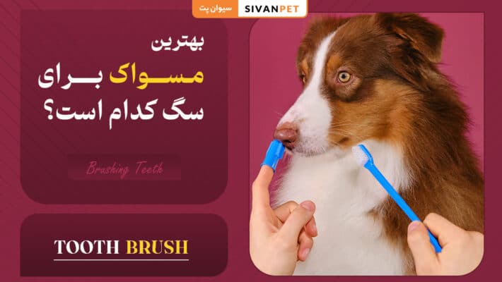 بهترین مسواک برای سگ کدام است؟