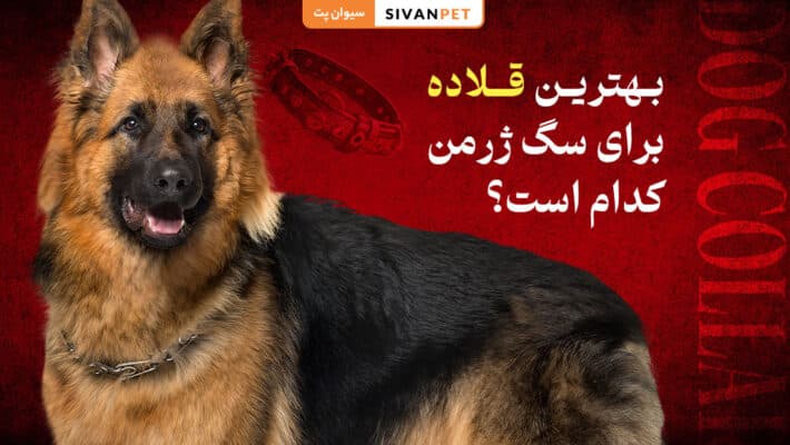 بهترین قلاده برای سگ ژرمن کدام است؟