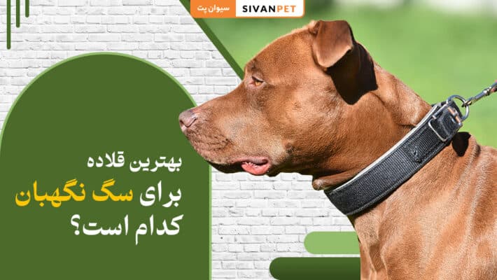 بهترین قلاده برای سگ نگهبان کدام است؟