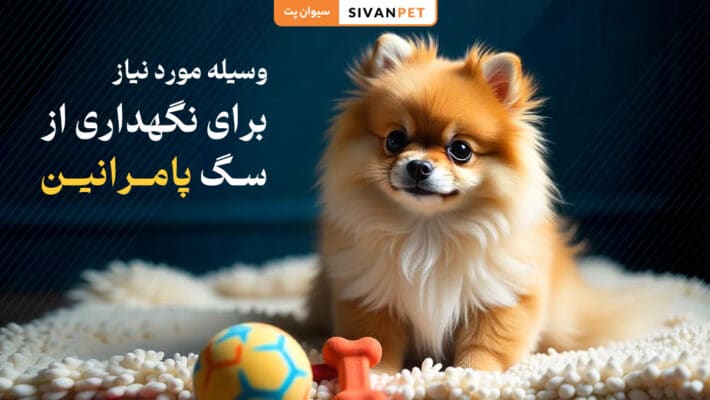 وسیله مورد نیاز برای نگهداری از سگ پامرانین