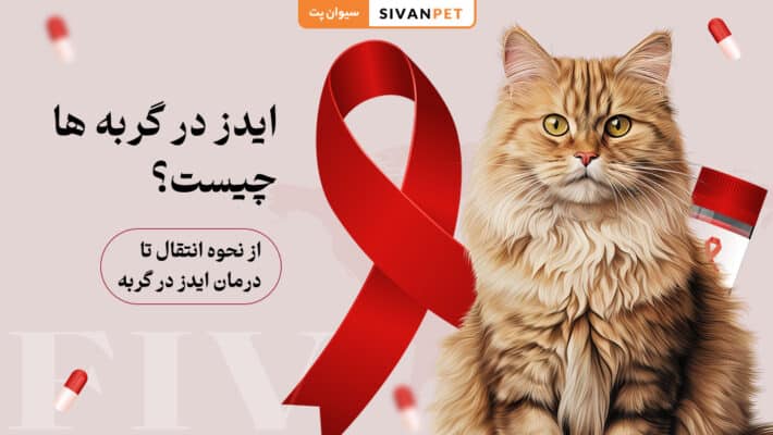 ایدز در گربه ها (FIV) چیست؟