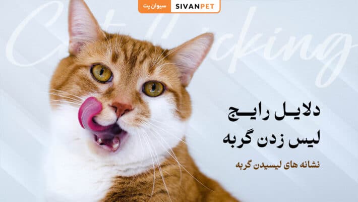 دلیل رایج لیس زدن گربه