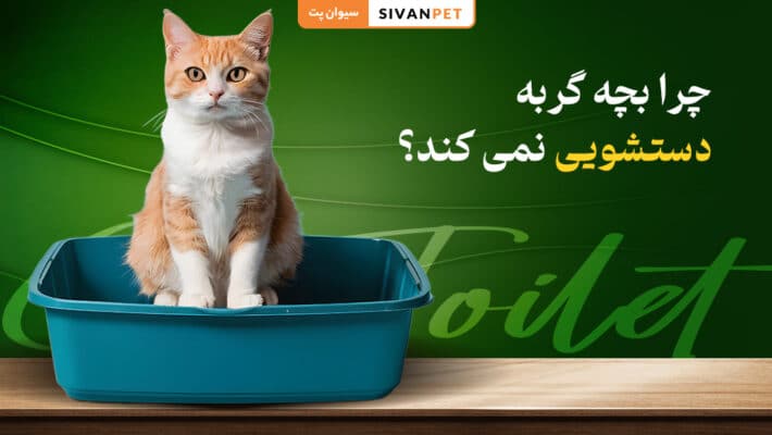 چرا بچه گربه دستشویی نمی کند؟