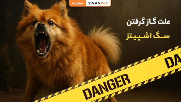 علت گاز گرفتن سگ اشپیتز چیست؟