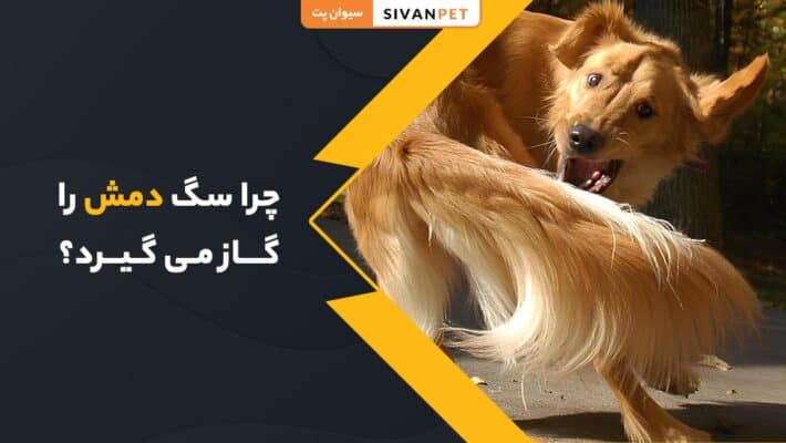 چرا سگ دمش را گاز می گیرد؟