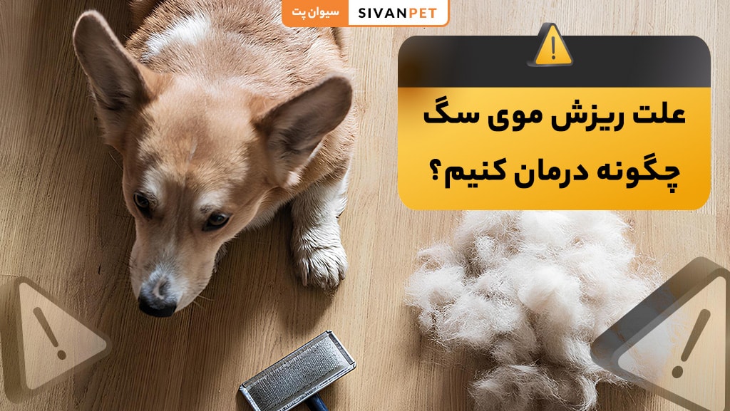 علت ریزش موی سگ چیست؟
