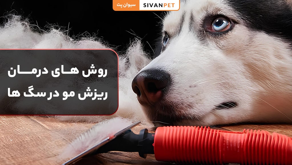 چطور می توانیم از ریزش سگ جلوگیری کنیم؟