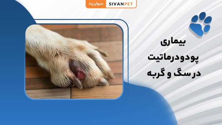 بیماری پودودرماتیت در سگ و گربه چیست؟