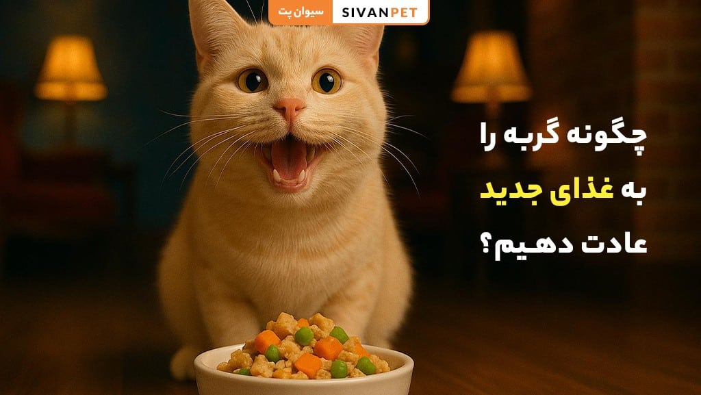 چگونه گربه را به غذای جدید عادت دهیم؟