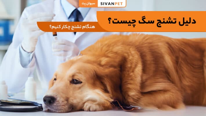 دلیل تشنج سگ چیست؟
