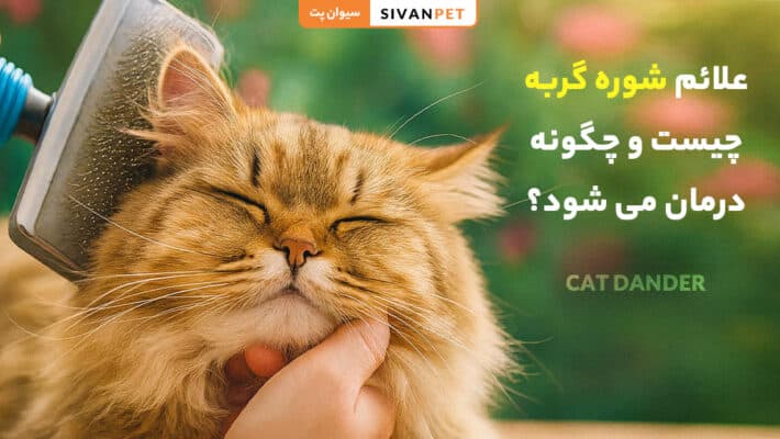 علائم شوره گربه چیست و چگونه درمان می شود؟