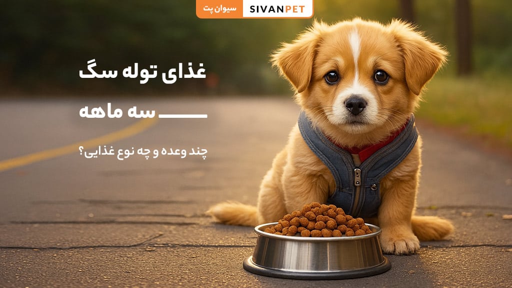 غذای توله سگ سه ماهه
